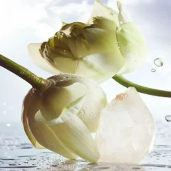 Bulgari Fragranze Unisex^ Bvlgari Man Bvlgari Man Rain Essence