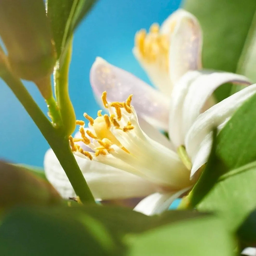 Bulgari Fragranze Maschili^ Bvlgari Man Wood Neroli Wood Neroli