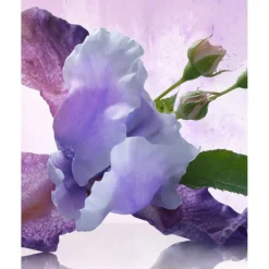 Omnia Amethyste><noscript><img width=