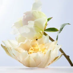 Omnia Crystalline><noscript><img width=