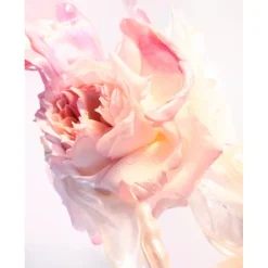Rose Goldea Rose Goldea Blossom Delight Eau De Toilette Spray><noscript><img width=