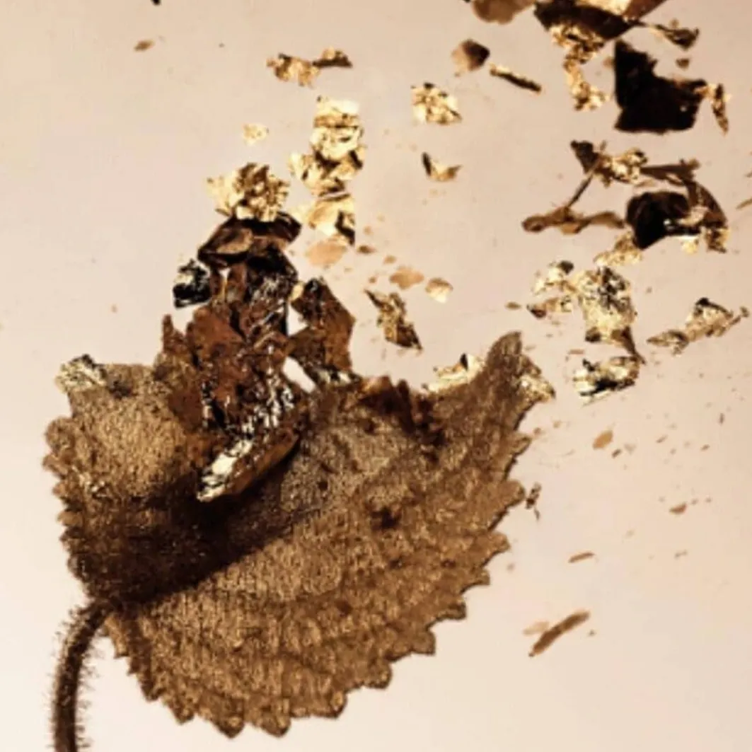 Splendida Bvlgari Splendida Patchouli>Bulgari Online