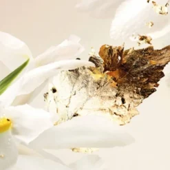 Splendida Bvlgari Splendida Patchouli><noscript><img width=