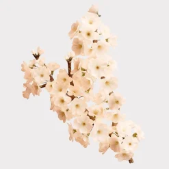 Her Her Blossom><noscript><img width=
