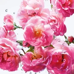 Miss Miss Rose N'Roses><noscript><img width=