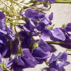 Dolce Dolce Violet><noscript><img width=