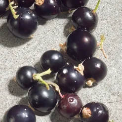 Dolce Dolce Violet><noscript><img width=