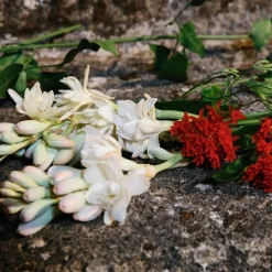Bloom Bloom><noscript><img width=