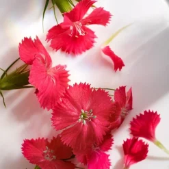 Wonderlust Wonderlust><noscript><img width=